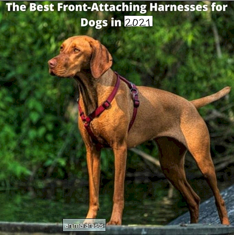 Beste Frontbefestigungsgeschirre für Hunde im Jahr 2021