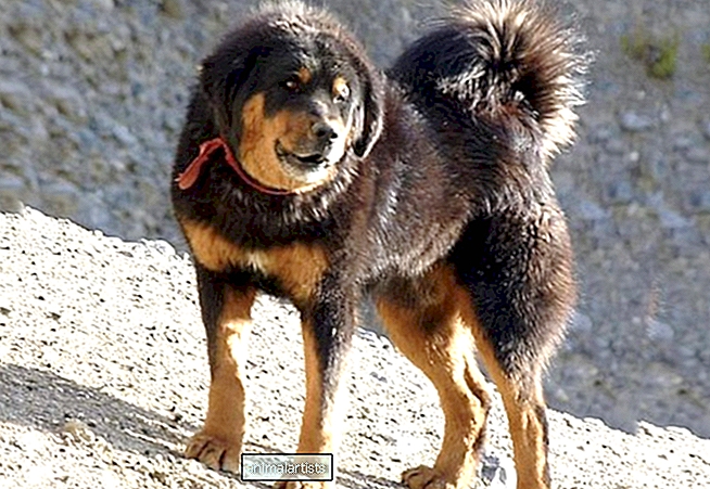Bhotia (himalájsky ovčiak): Informácie o plemene psov, fakty a vlastnosti