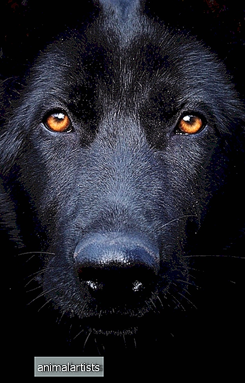 Черни немски овчарки: черти на кучетата и грижи