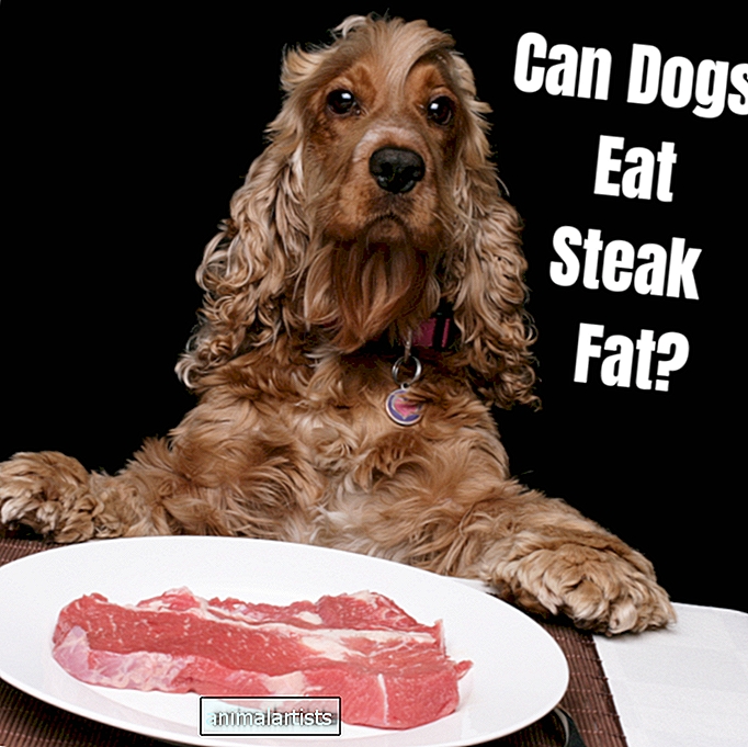 Vai suņi var ēst vārītus steiku taukus?
