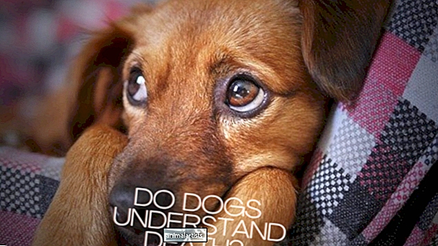 I cani capiscono la morte?