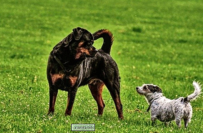 Kommer Rottweilers överens med andra hundar?
