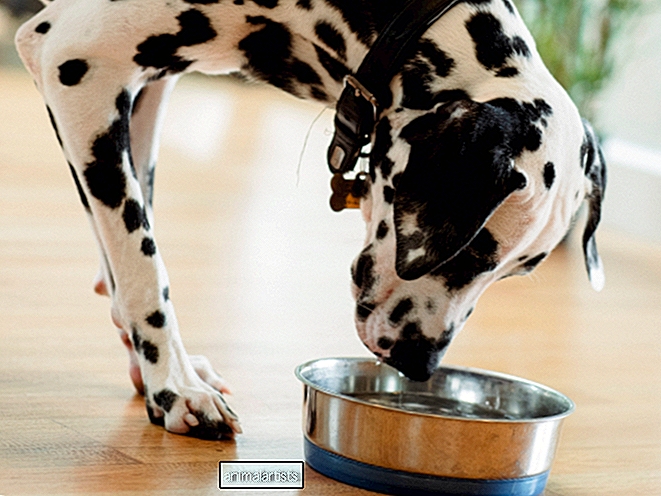 Apa alcalină ajută cu adevărat sănătatea câinilor?
