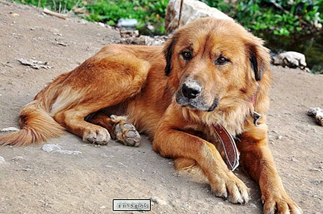 Todo lo que necesitas saber sobre la artritis en perros - PERROS