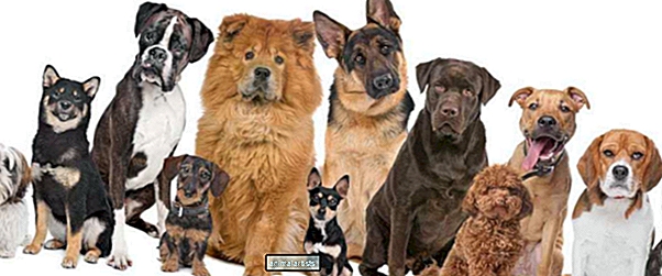 A megfelelő kutya megtalálása az online fajtaválasztó segítségével - KUTYÁK