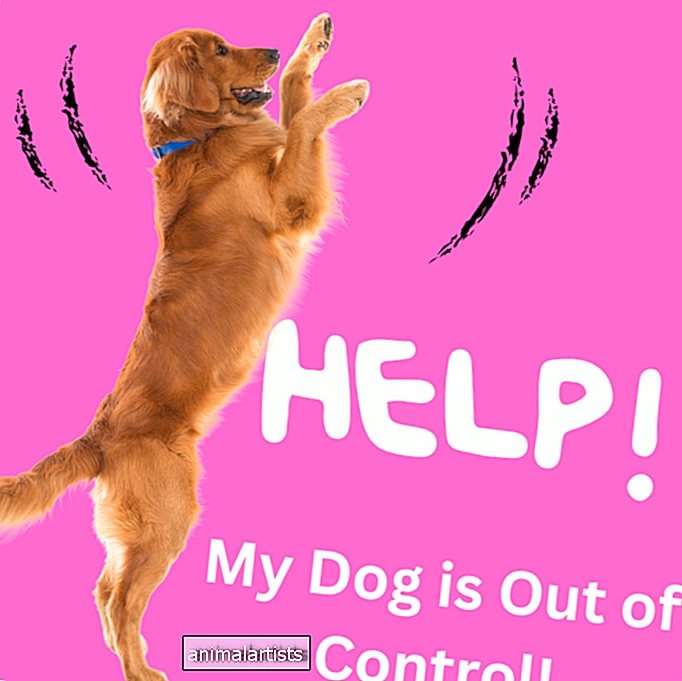 مساعدة ، كلبي خارج عن السيطرة ويتصرف! (7 نصائح للاستقرار) - كلاب