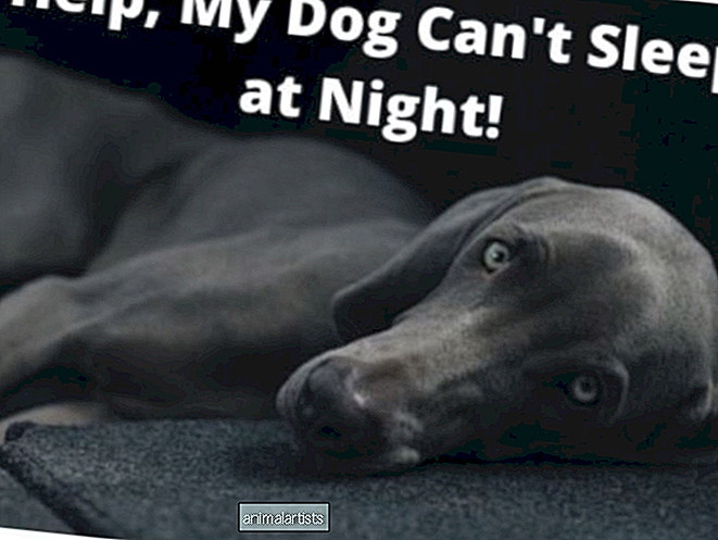 Ayuda, mi perro no duerme por la noche: 12 consejos para una noche de descanso