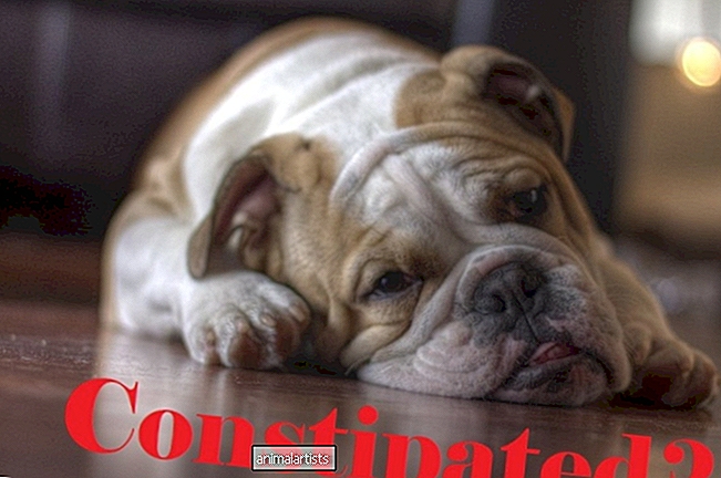 Segítség a székrekedésben szenvedő bulldogjának állatorvos látogatása nélkül (és 9 módszer a probléma elkerülésére)