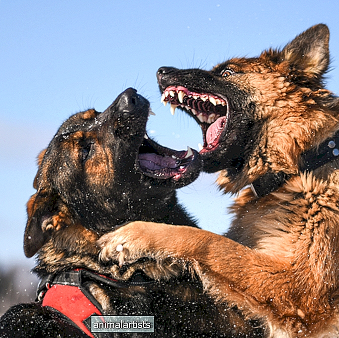 Ako sa hra so psom zmení na boj? 10 problémov, na ktoré si treba dať pozor - PSOV