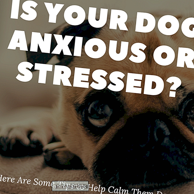 Kako smiriti tjeskobnog ili stresnog psa