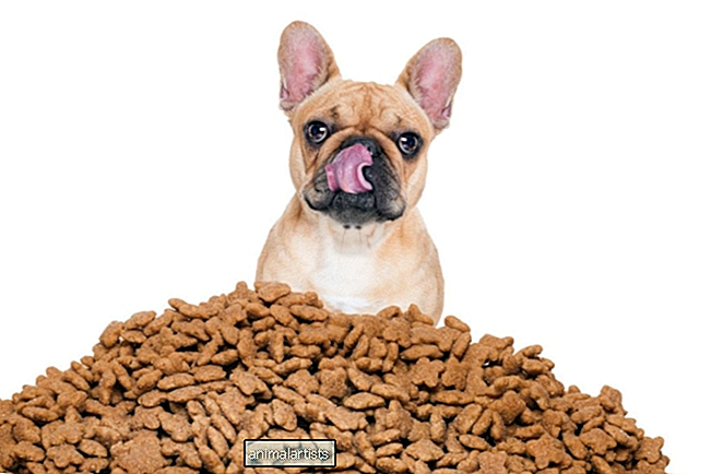 КУЧЕТА - Как да изберете правилната кучешка храна за вашето куче