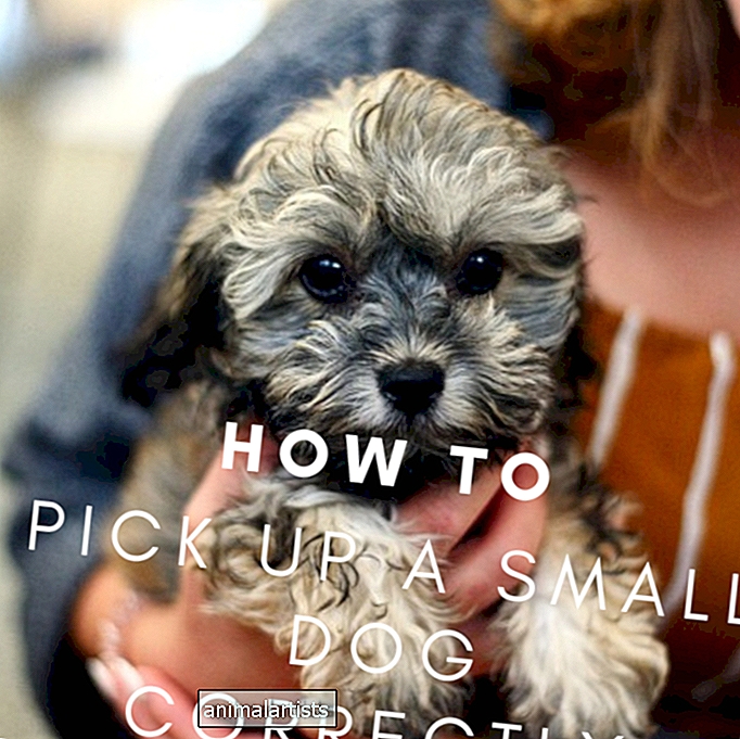 Cum să ridicați și să țineți corect un câine mic sau un cățel
