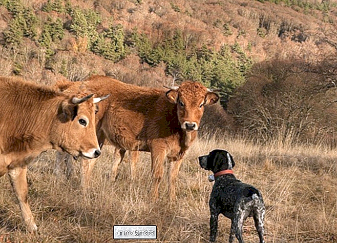 Cómo evitar que un perro persiga vacas