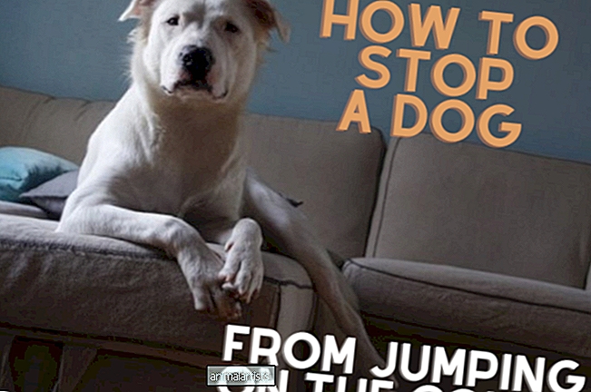 Hvordan stoppe en hund fra å hoppe på sofaen (og andre møbler)