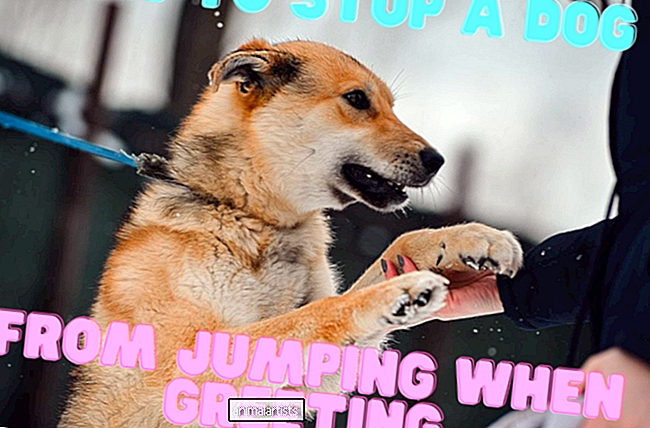 ΣΚΥΛΟΙ - Πώς να σταματήσετε ένα σκυλί από το να πηδά όταν χαιρετάτε κάποιον