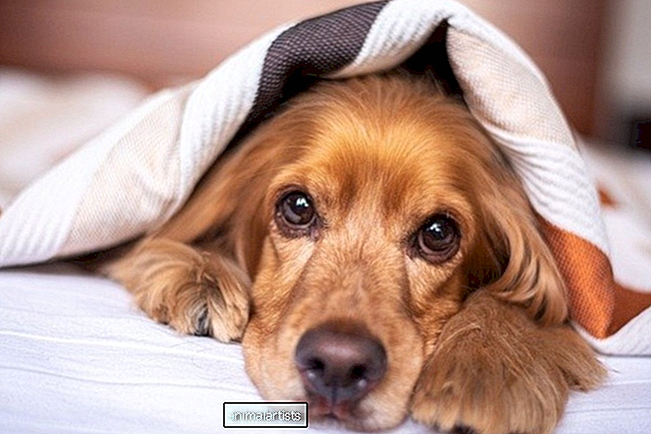 Hogyan akadályozzuk meg, hogy egy kutya az ágyán aludjon - KUTYÁK