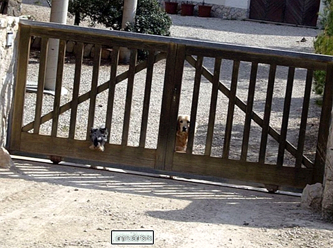 Wie man einen Hund daran hindert, sich durch die Gitterstäbe eines Tors zu quetschen