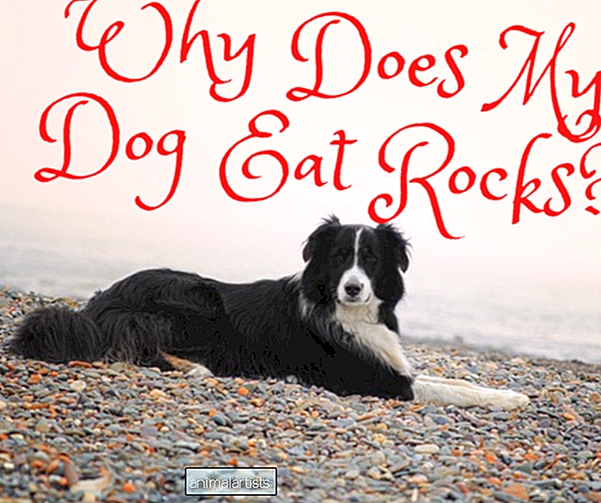 Kako spriječiti štene ili psa da jedu kamenje