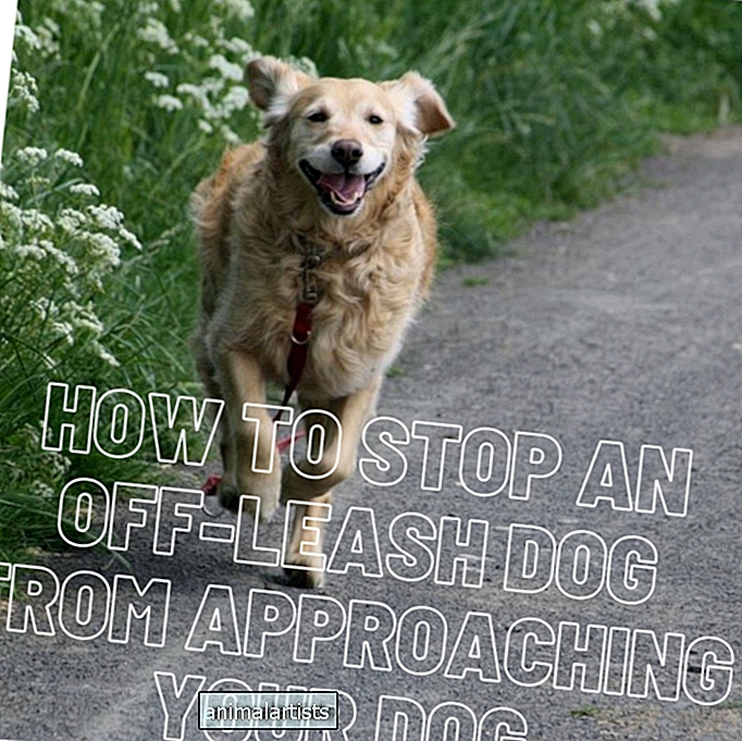 Kuinka estää hihnasta riippumatonta koiraa lähestymästä koiraasi