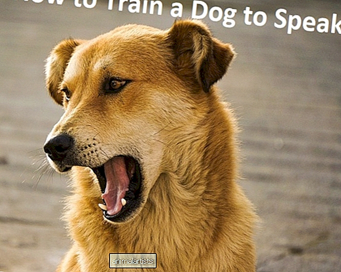 Kā iemācīt suni riet pēc komandas vai "runāt"