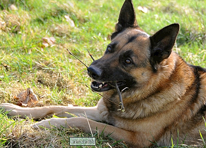 Ar žalias maistas yra saugus vokiečių aviganių šunims?