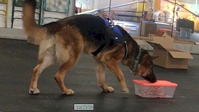 K9 Nosework: Ein aufstrebender Hundesport