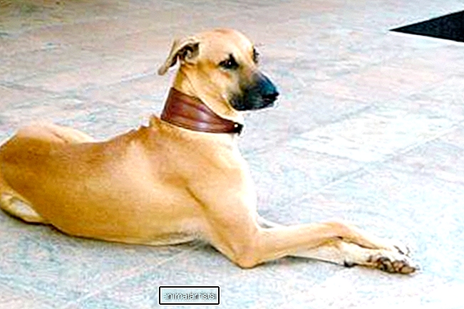 कोम्बाई कुत्ता: नस्ल की जानकारी, तथ्य और विशेषताएं