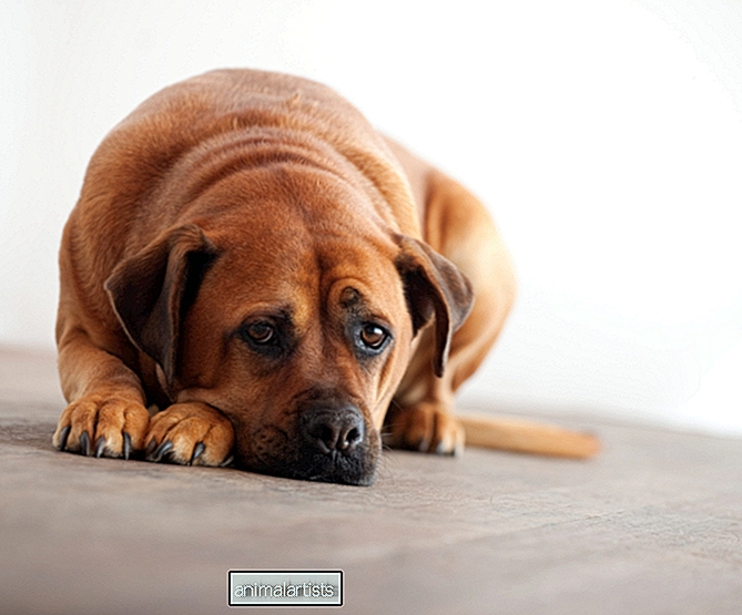 Metronidazol for hunder: bruk, bivirkninger og dosering