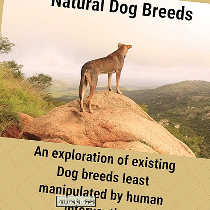 Raças naturais de cães exploradas