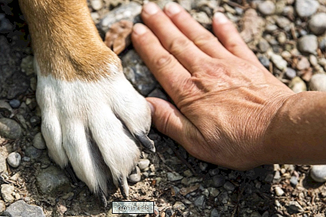 Polidactilia em cães (dedos extras nas pernas dianteiras e traseiras)