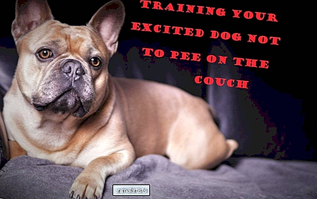 Beprövad träningsmetod för att stoppa en upphetsad hund från att kissa på soffan