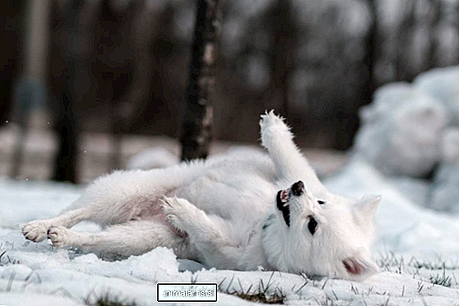 Пух! 200 уникальных имен пушистых белых собак - СОБАКИ