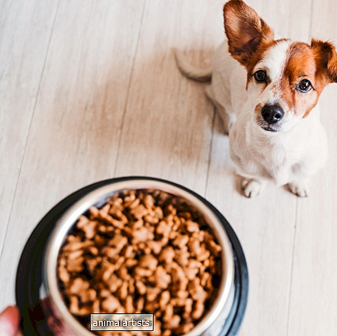 Puppy Nutrition 101: Vodič za odabir najbolje hrane za štence
