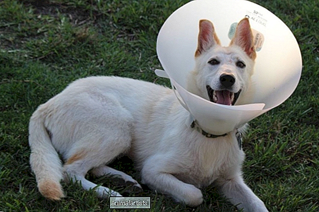 Seromi pri psih: izbokline na pasjem kirurškem rezu (vključene slike)