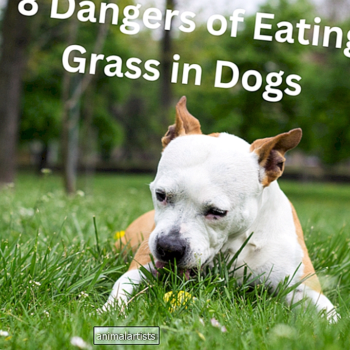 ¿Debo dejar que mi perro coma hierba? 8 peligros a tener en cuenta
