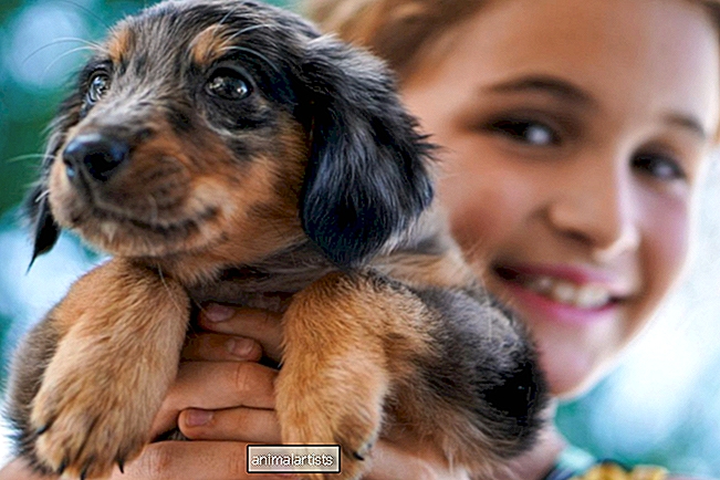 Las 10 mejores razas de perros para niños - PERROS
