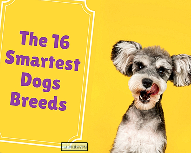 De 16 slimste hondenrassen