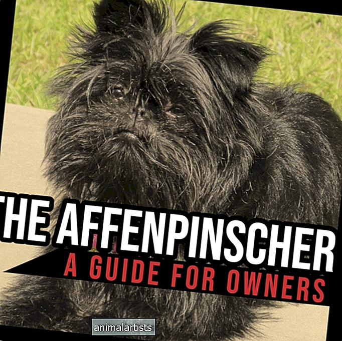 Affenpinscher: Sprievodca pre majiteľov