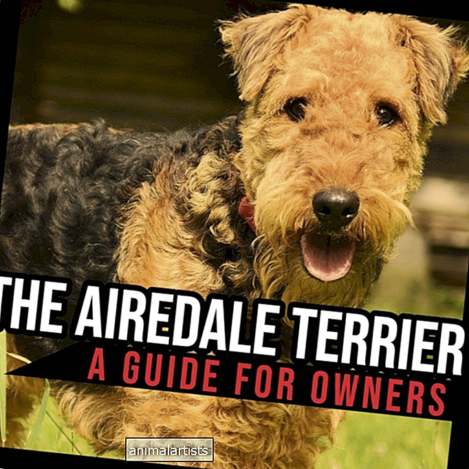 Airedale teriér: Sprievodca pre majiteľov - PSOV
