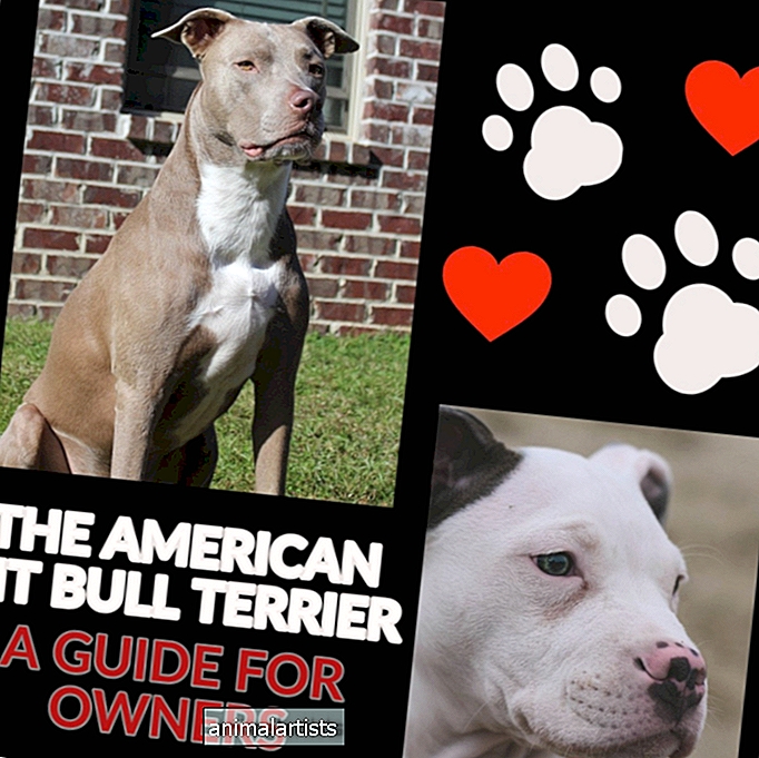 The American Pit Bull Terrier: Ένας οδηγός για τους ιδιοκτήτες - ΣΚΥΛΟΙ