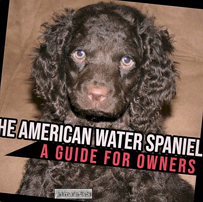 The American Water Spaniel: En guide for eiere