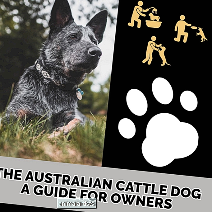 Avstralski govedarski pes: vodnik za lastnike