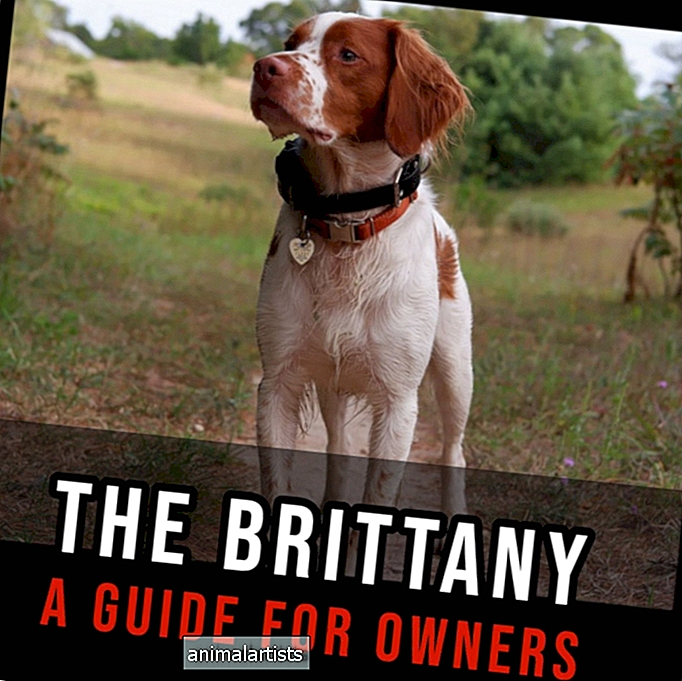 Brittany: vodnik za lastnike