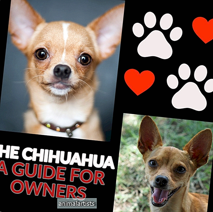 KOERAD - Chihuahua: juhend omanikele