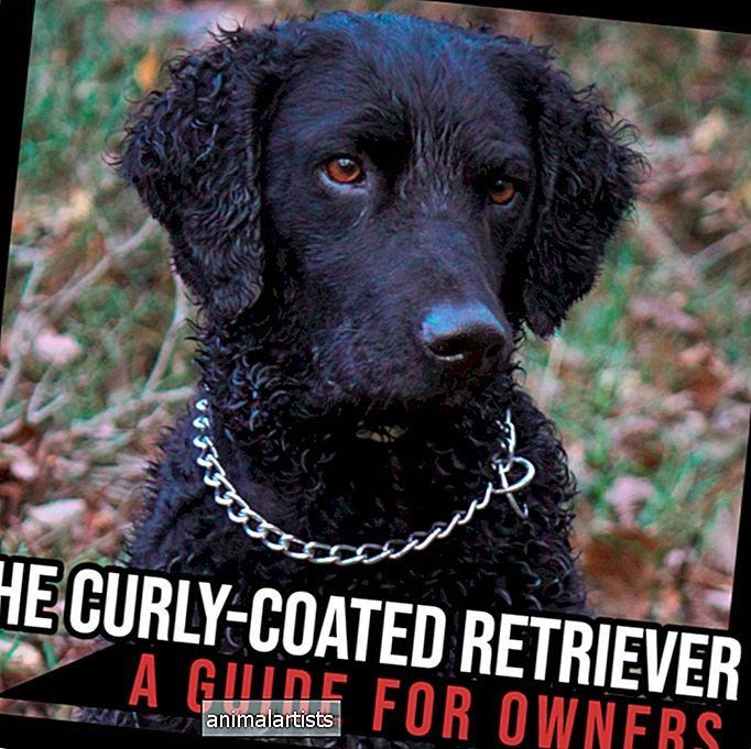 The Curly-Coated Retriever: En guide til ejere - HUNDE