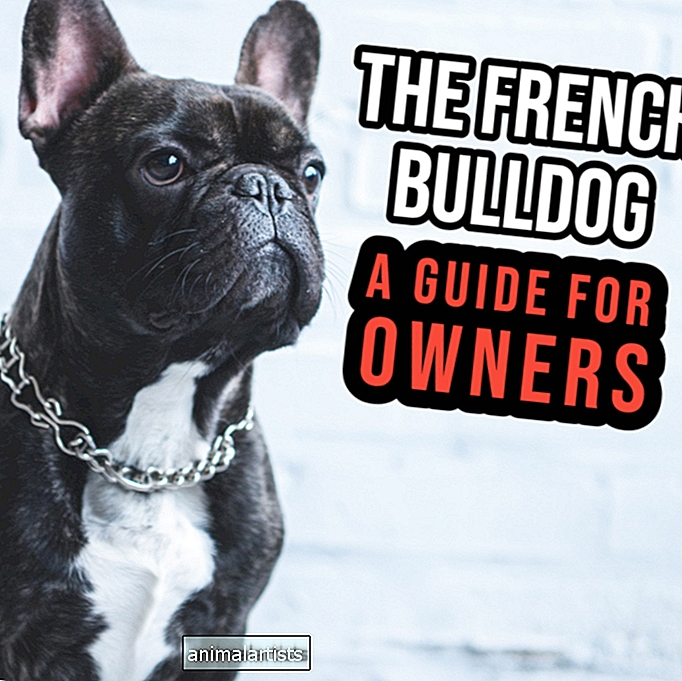 Francuski buldog: vodič za vlasnike