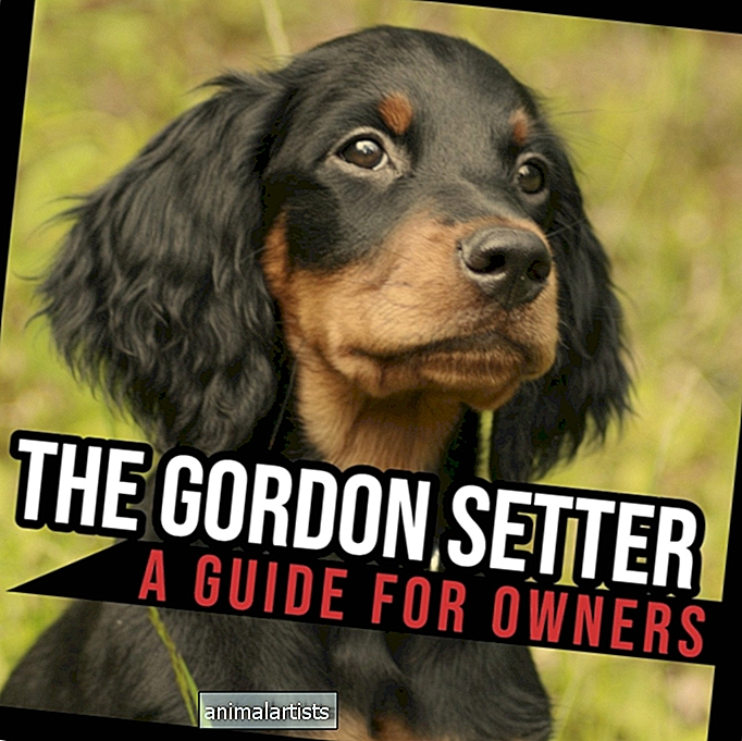 Gordon Setter: En guide for eiere