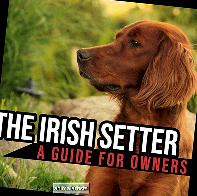 Ирландският сетер: Ръководство за собственици - КУЧЕТА