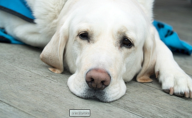 Най-честите причини за смърт при кучета (по порода и размер) - КУЧЕТА