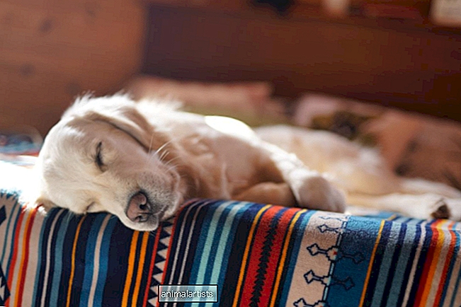 سبب هز الكلب لذيله أثناء النوم - كلاب
